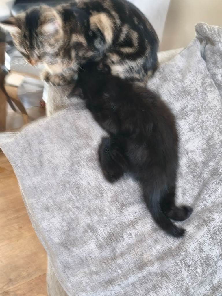 2 very friendly very playful kittens, they are 11 weeks and ready to go now 