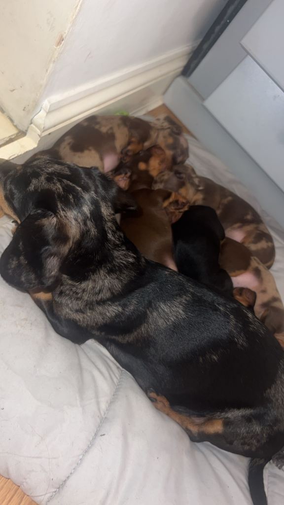 5 stunning pedigree KC registered minature dachshund puppies🐾🏡