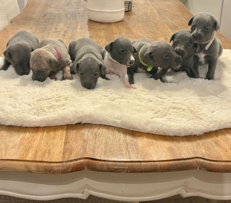Kc Whippet pups 