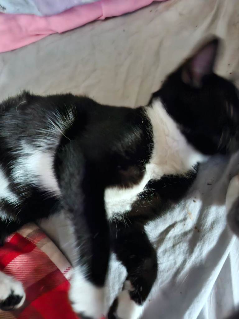 Kittens