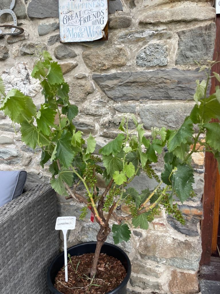 Negroamaro Established Grape Vines
