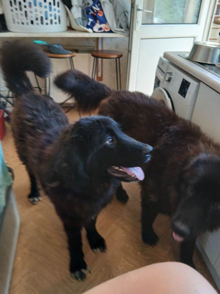 Raven dog | in Royston, Cambridgeshire | Gumtree