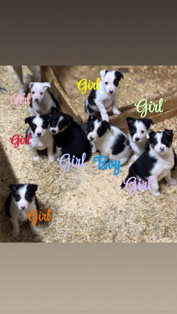 Collie pups