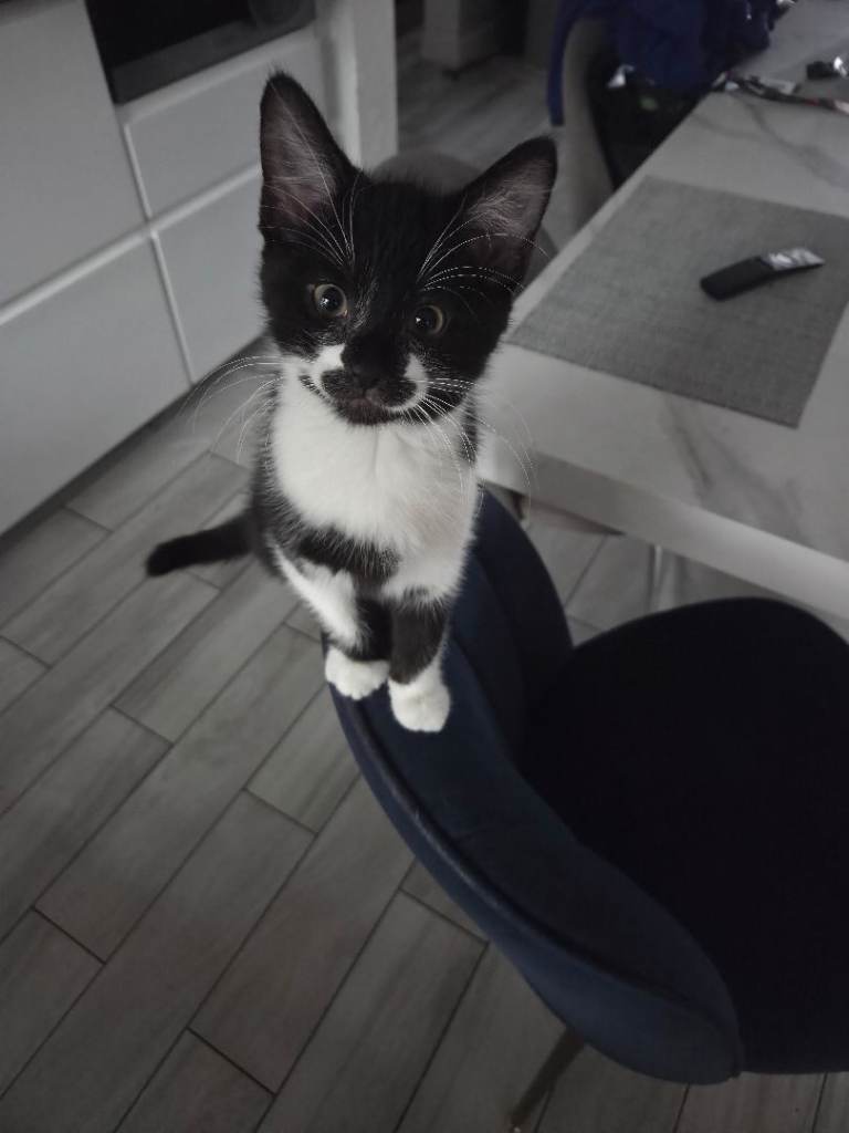 Black and white male kitten looking for a new home