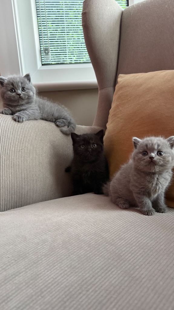 British shorthair beautiful kittens 
