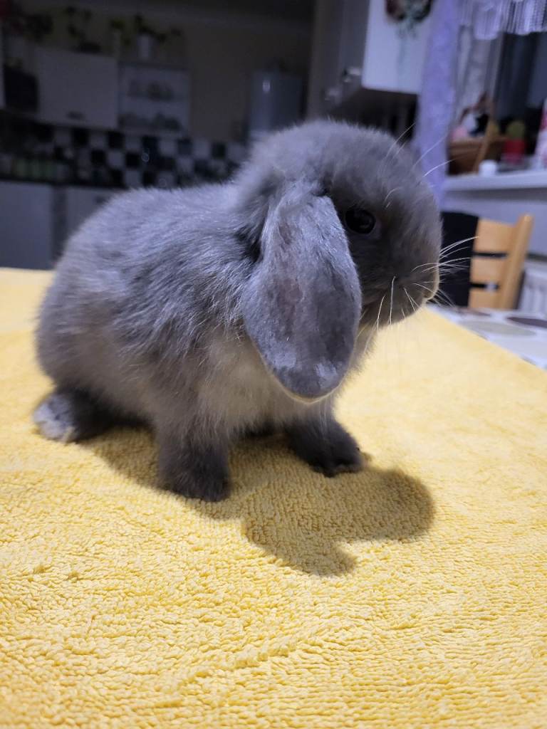 Beautiful Mini lop looking good a home 