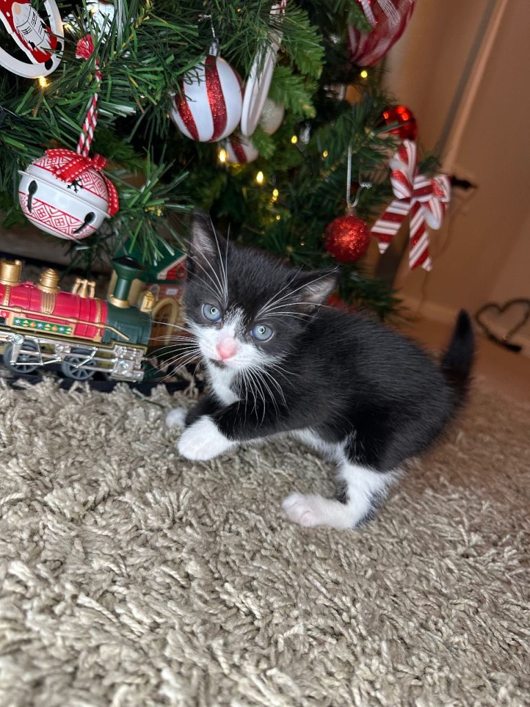 Beautiful kittens looking for there forever home 