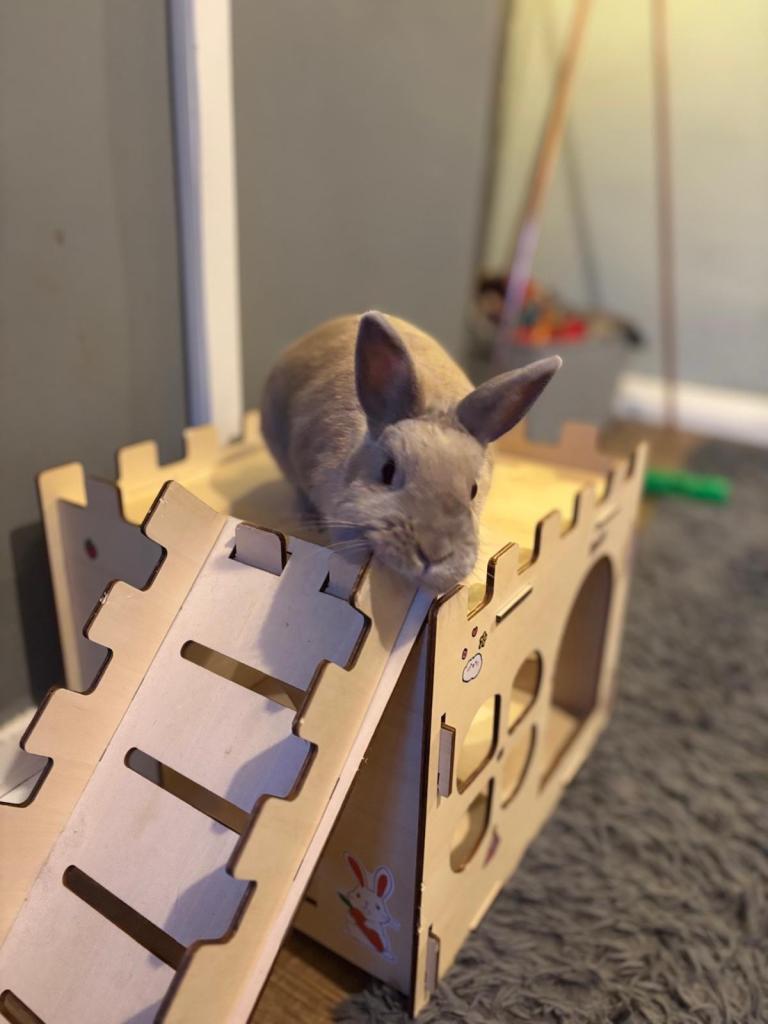 Netherland dwarf rabbit