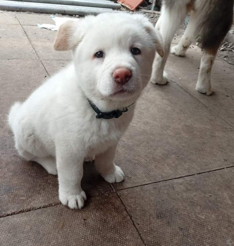 Royal American Akita pops puppies 