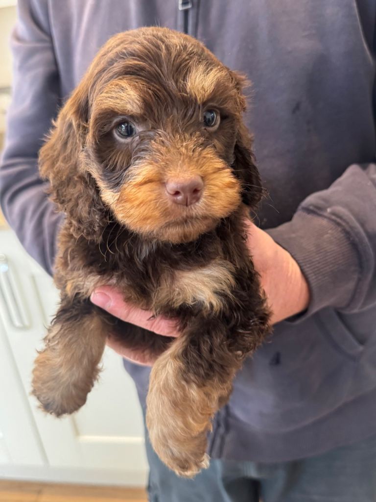 Cockapoo