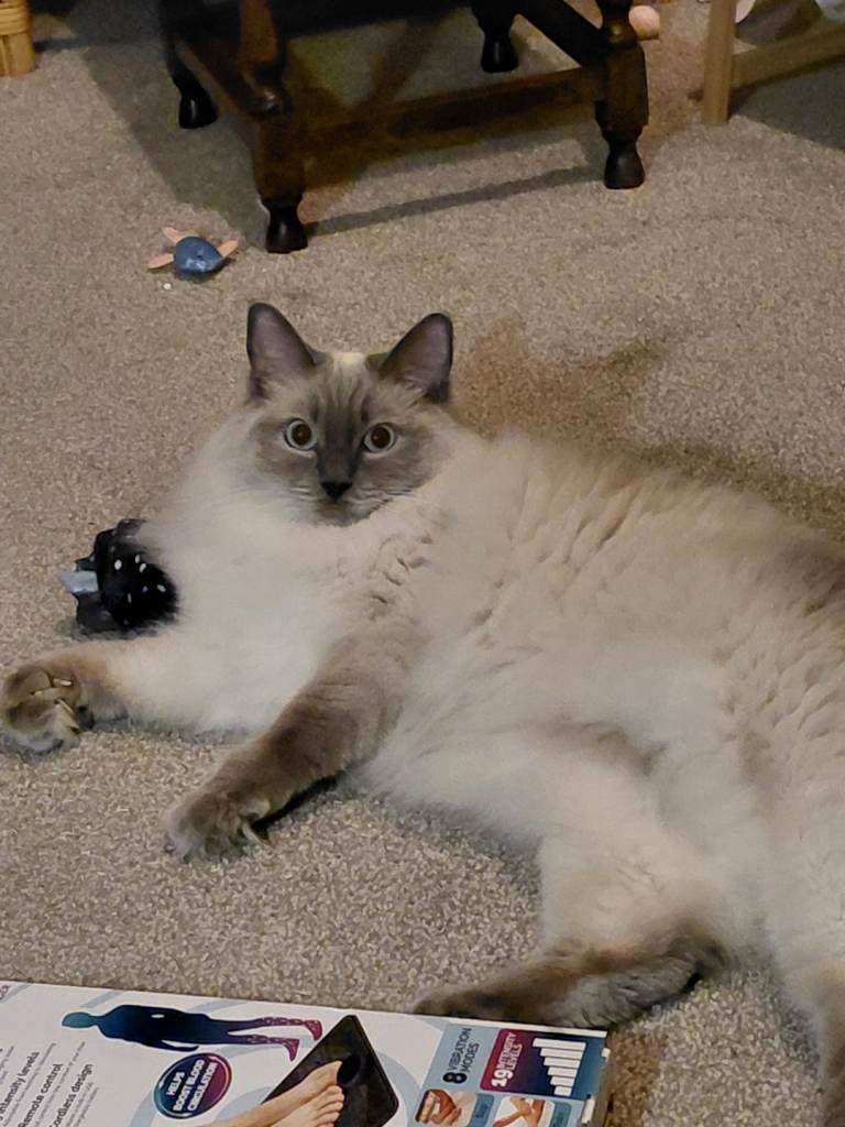 Female Ragdoll cat