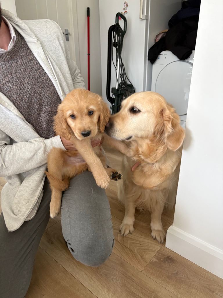 READY TO LEAVE NOW golden retriever puppy