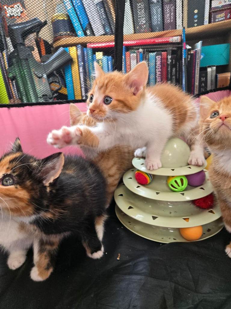 Ginger and Calico Kittens 