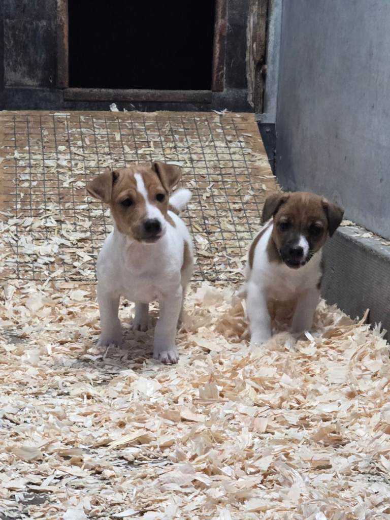 Jack Russell 