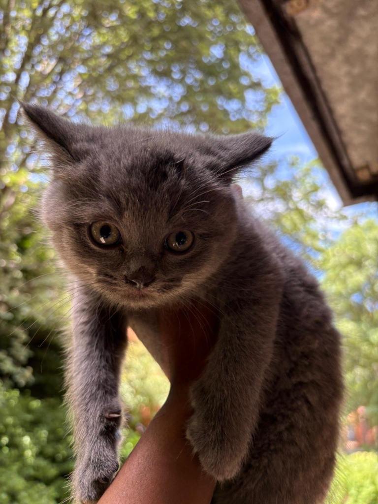 Beautiful Ragdoll x British Shorthair Kittens