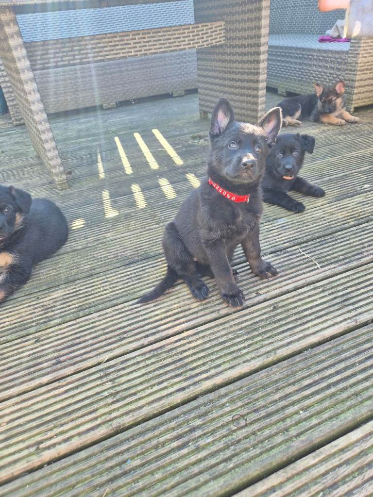 German Shepherd Pups