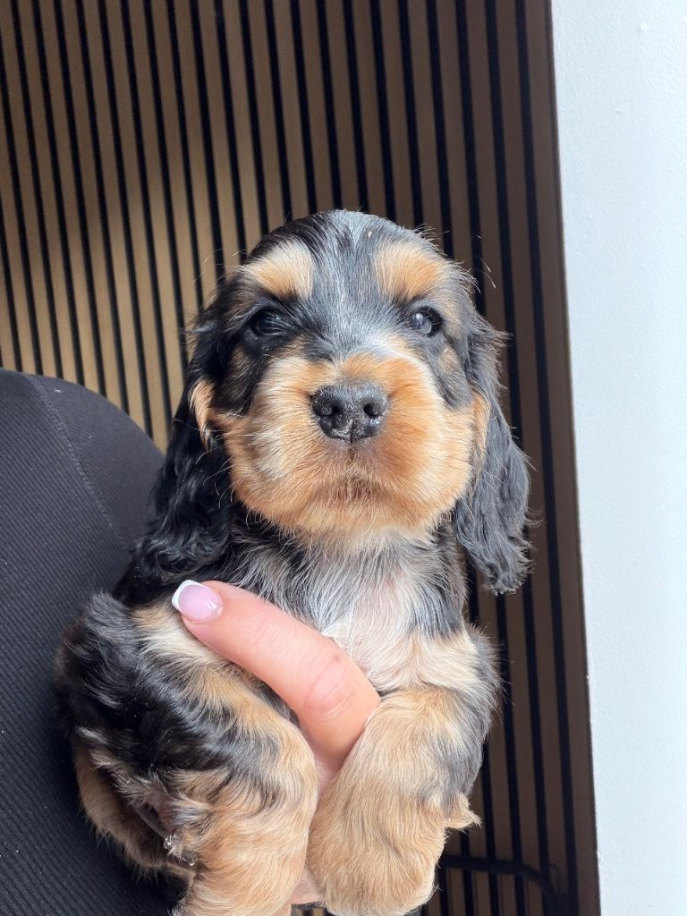 RIZI BUZI SUGAR RAY.... Show spaniel pups 