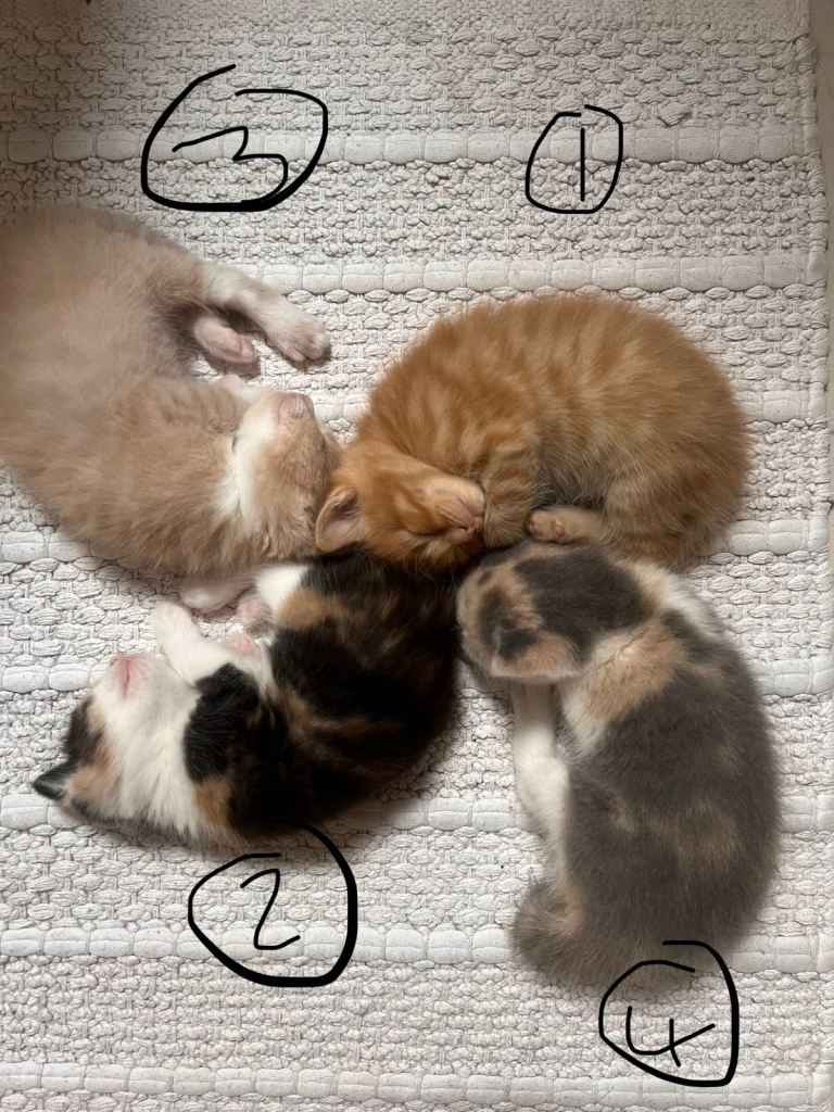 British shorthair kittens in need of a loving home