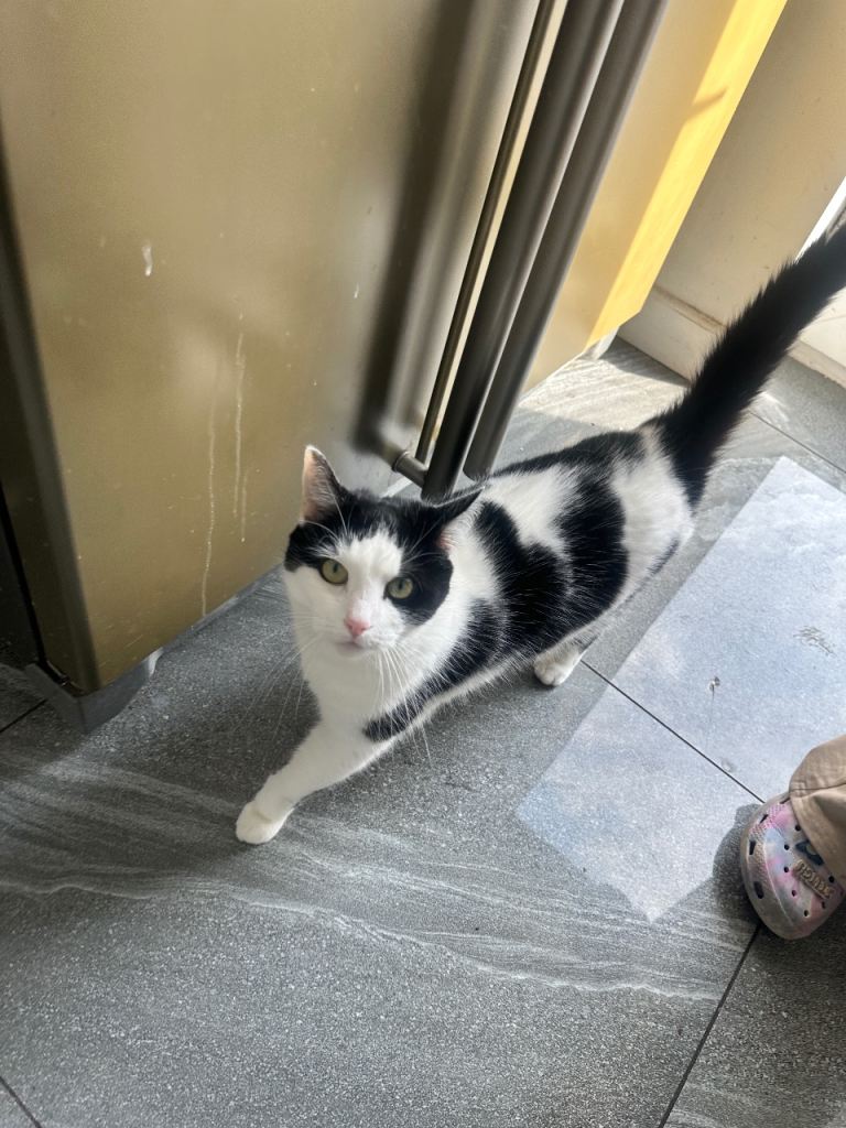 Female Cat (neutered) 