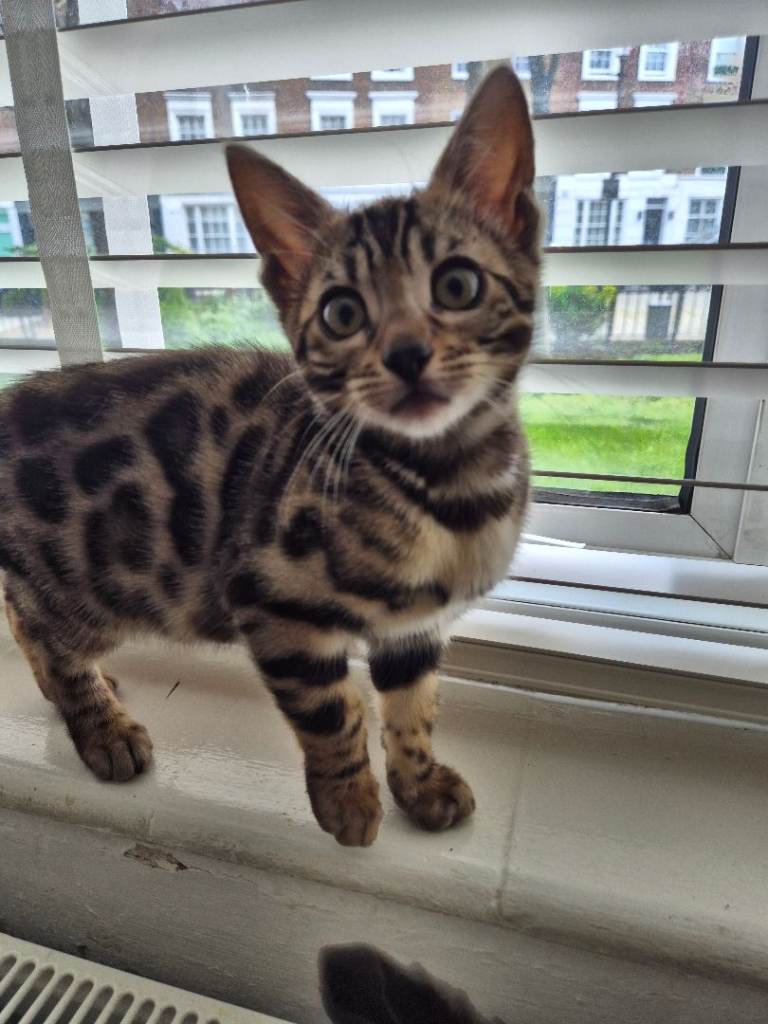 2 bengal kittens for sale