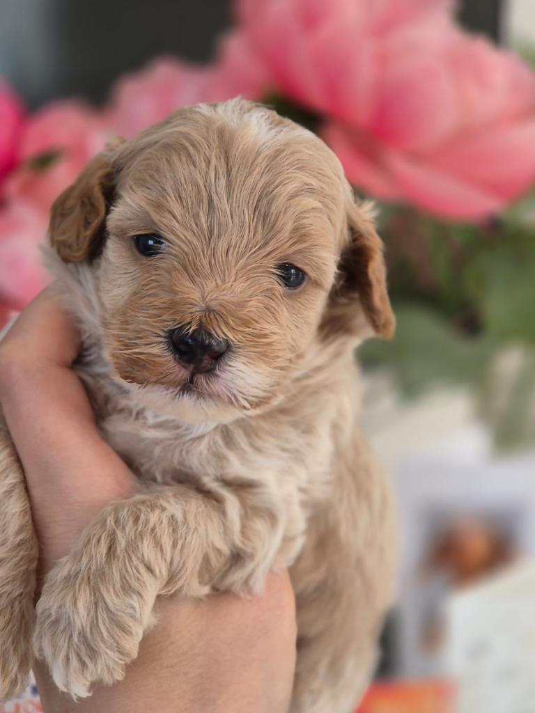 3 Maltipoo Puppies 1 Red Boy 2 Apricot Girls