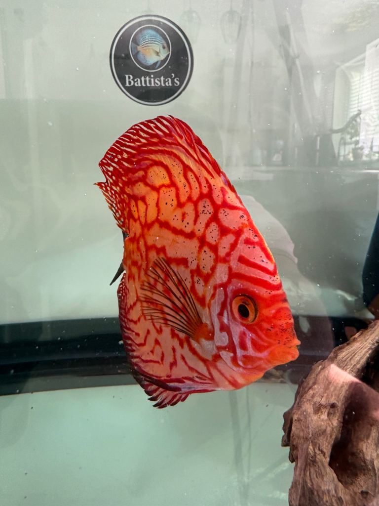 Discus for sale