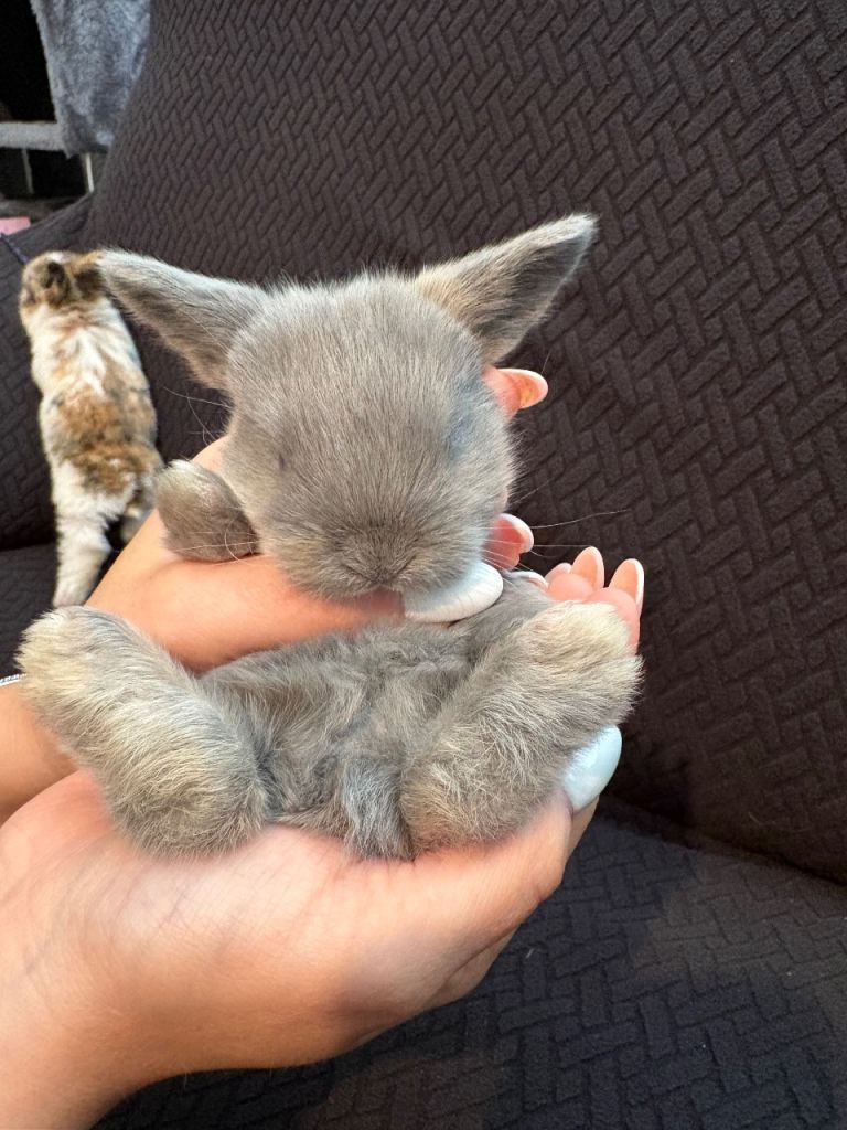 Mini lop babies one male left