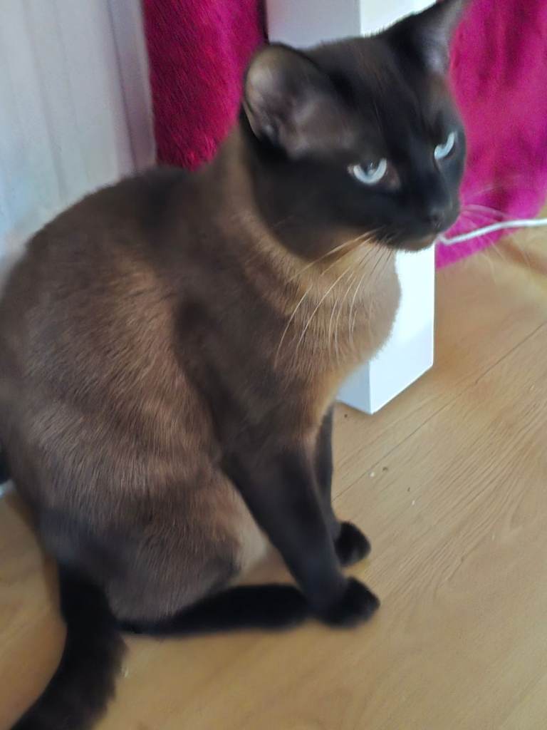 1.5 years old Siamese cat