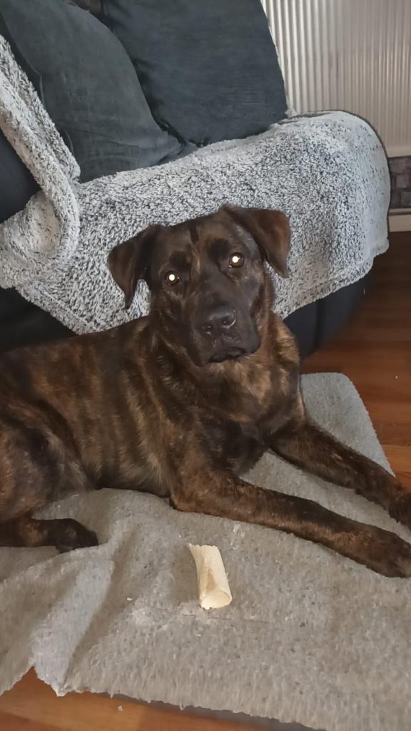 German Corso just under 2 years