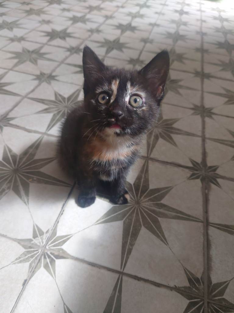 Kitten for sale 