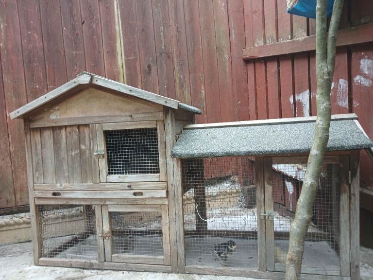 Pet cat rabbit and chicks bird snake doghouse