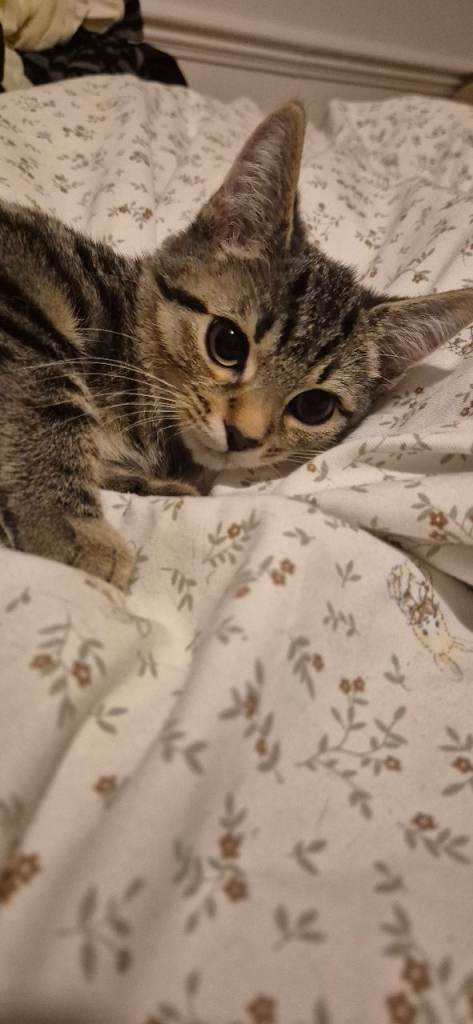 2 lovely kittens