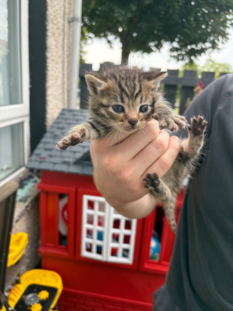 4 kittens for sale 