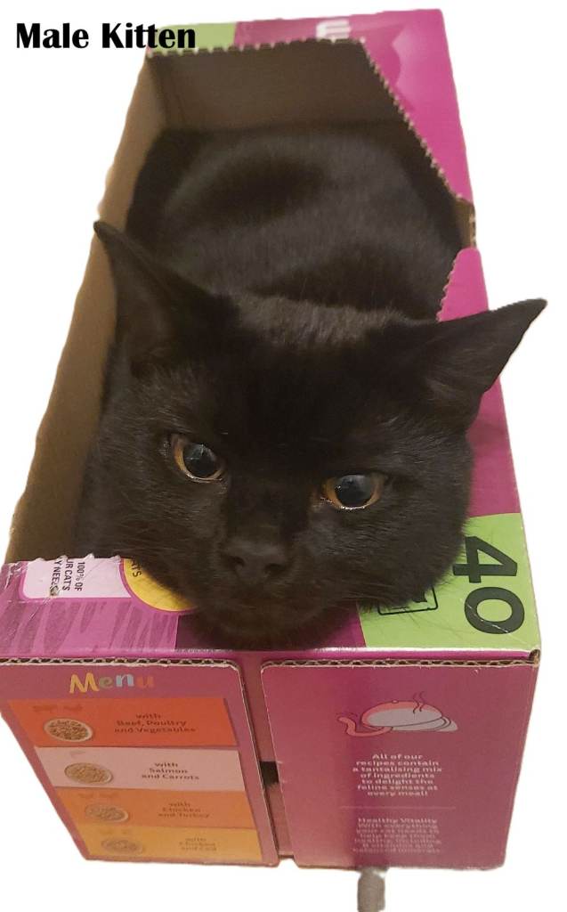 2 kittens are looking for a new home - mom British Shorthair