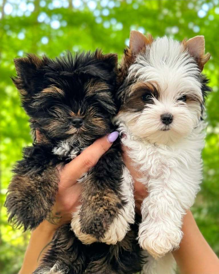 Beautiful Tiny Yorkshire Terrier Boy – Very Special Puppy