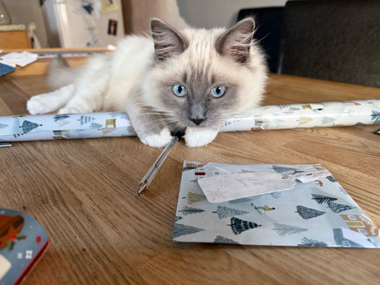 Gorgeous 7 month old Male Ragdoll
