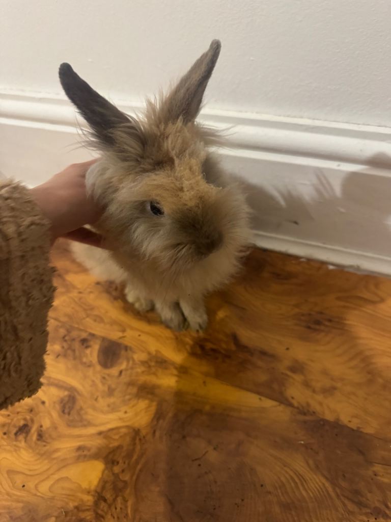 Rabbits for sale 