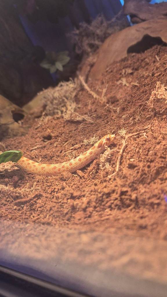 Baby hognose female and full set up 