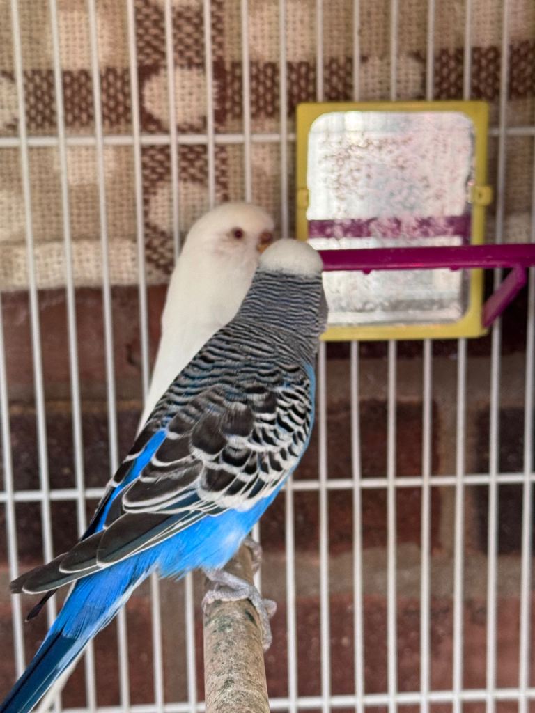 Budgies males & female breeding pairs 