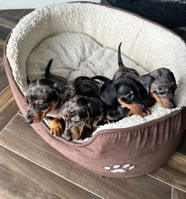 Four miniature smooth short haired daschunds 