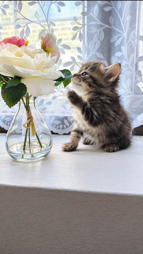 Domestic long haired kittens, only 3 available 