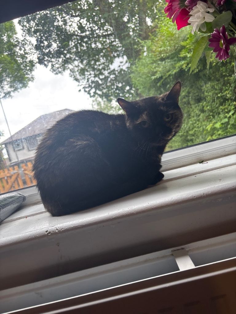 Cat for sale