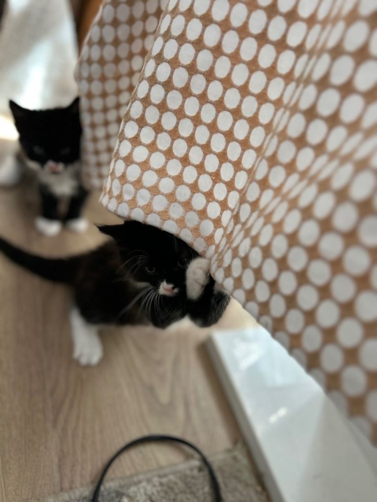 Kittens 