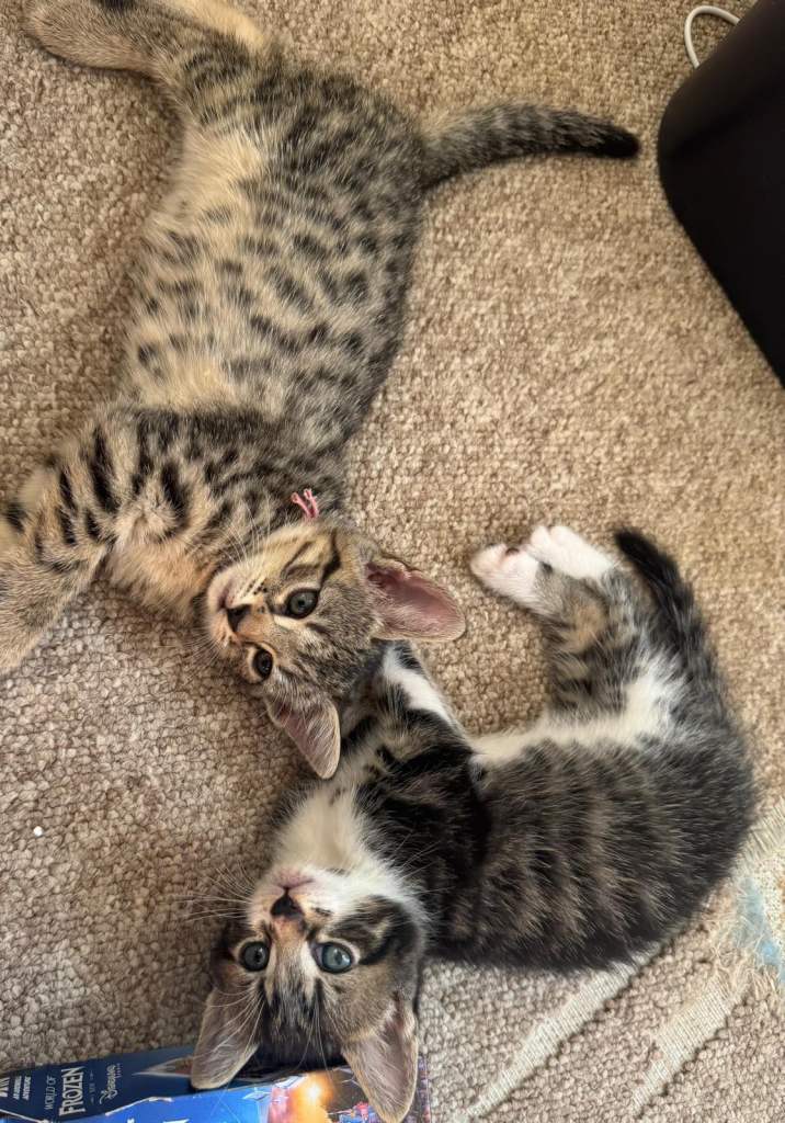 Stunning cross fluffy Bengal kittens 