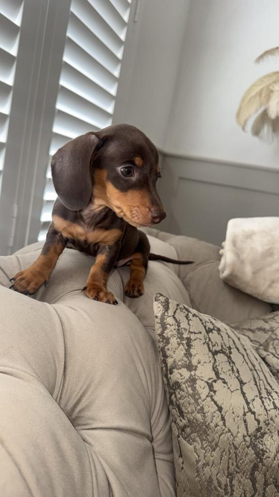 Mini Dachshunds Lookin for a loving home 