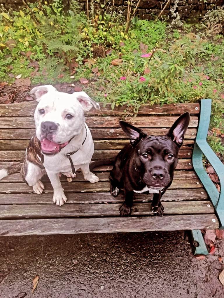 Puppys for sale 180 for both