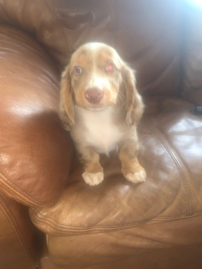 1 beautiful blue eyed boy dachshund puppy ready to leave for his forever loving home 