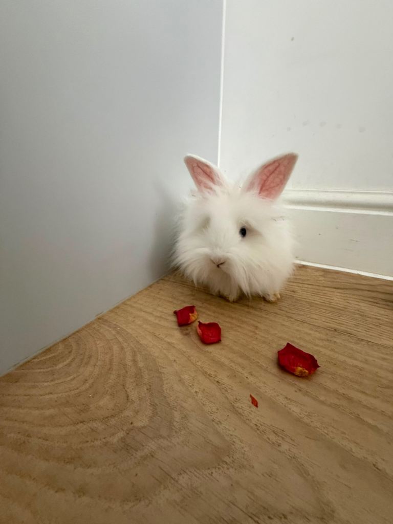 🐰 Gorgeous White Lionhead Doe with Stunning Black Eyes – £70 🐰