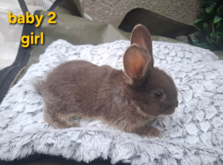 Rabbits for sale in north yorkshire