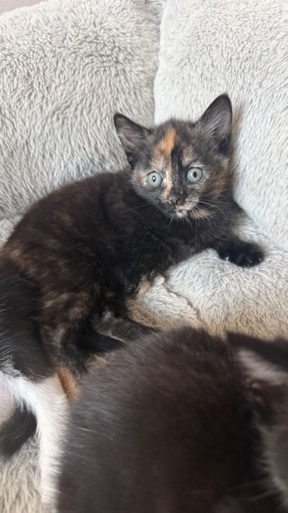 Gorgeous tortoiseshell kitten